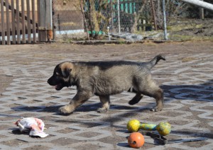 dsc_0993.jpg