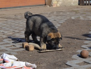 dsc_0988.jpg