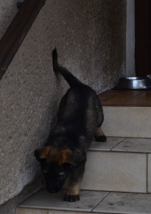 dsc_1064.jpg