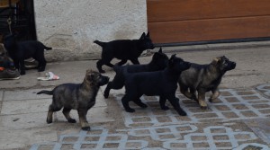 dsc_1098.jpg